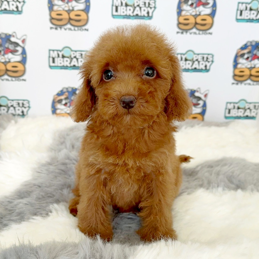 Toy Poodle Puppy (Female) For Sale