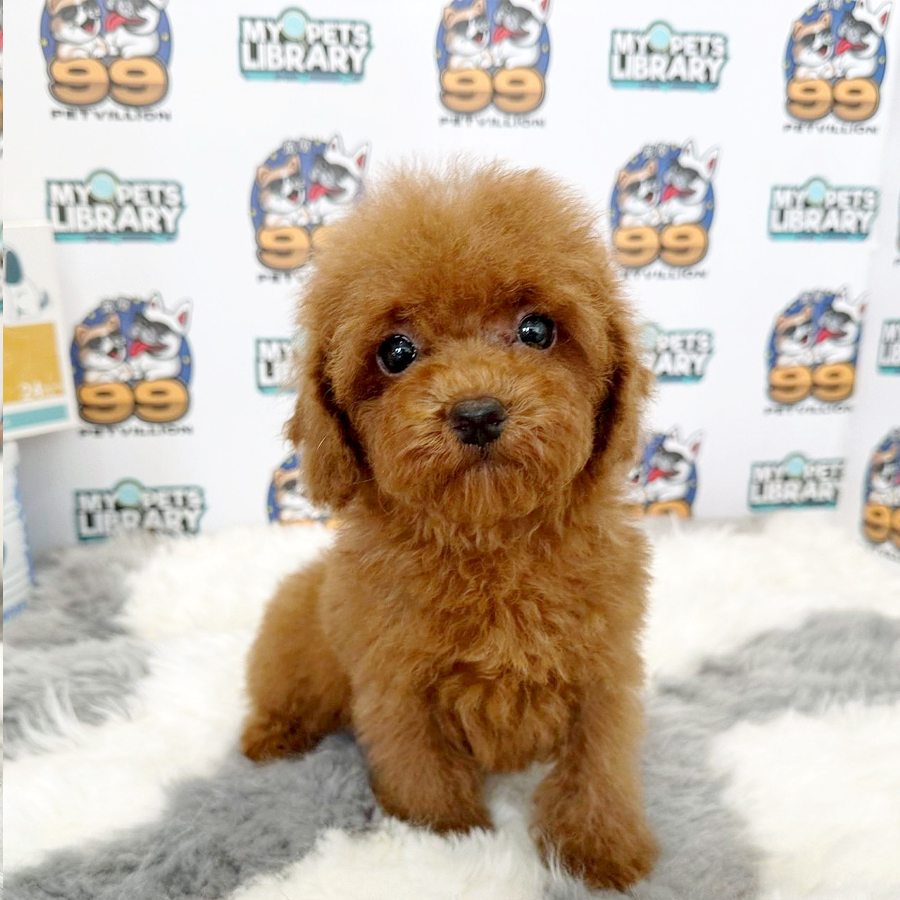 Toy Poodle Puppy (Male) For Sale