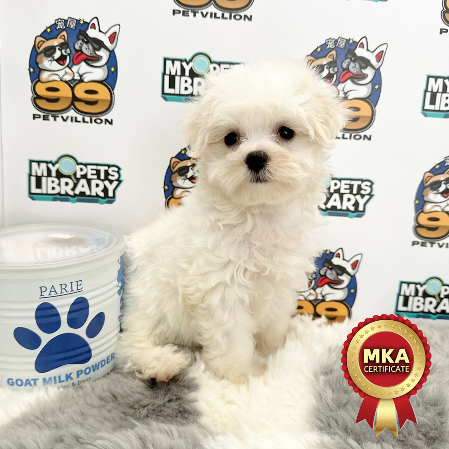 MKA Tiny Maltese Puppy (Male) For Sale
