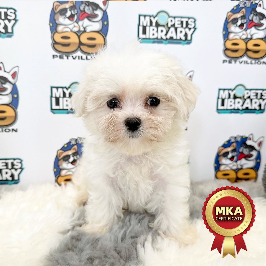 MKA Tiny Maltese Puppy (Male) For Sale
