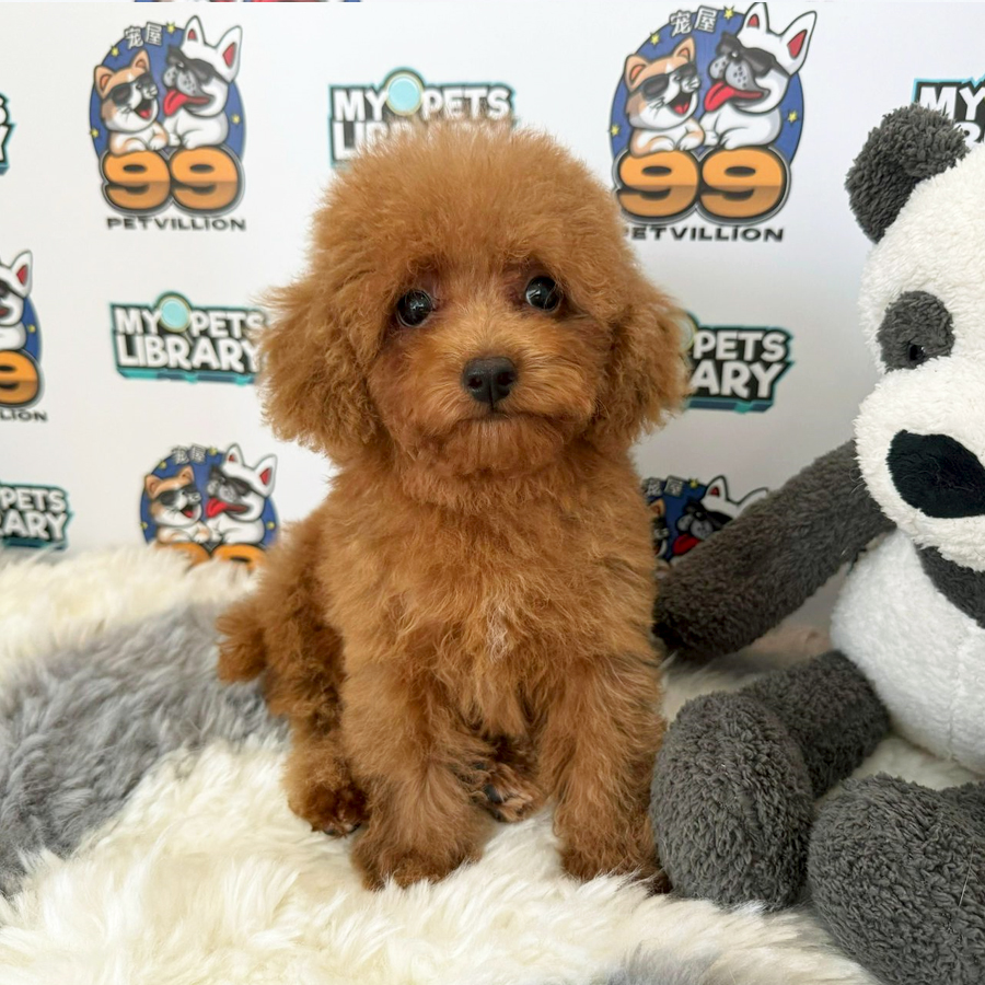 Toy Poodle Puppy (Male) For Sale