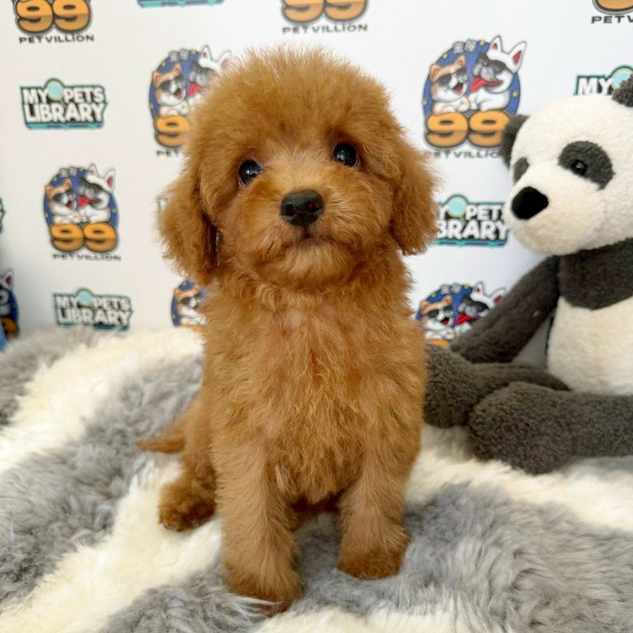 Toy Poodle Puppy (Male) For Sale