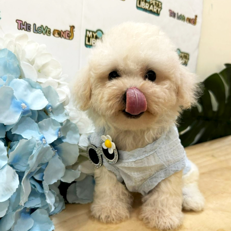 Tiny Toy Poodle Puppy (Female) For Sale