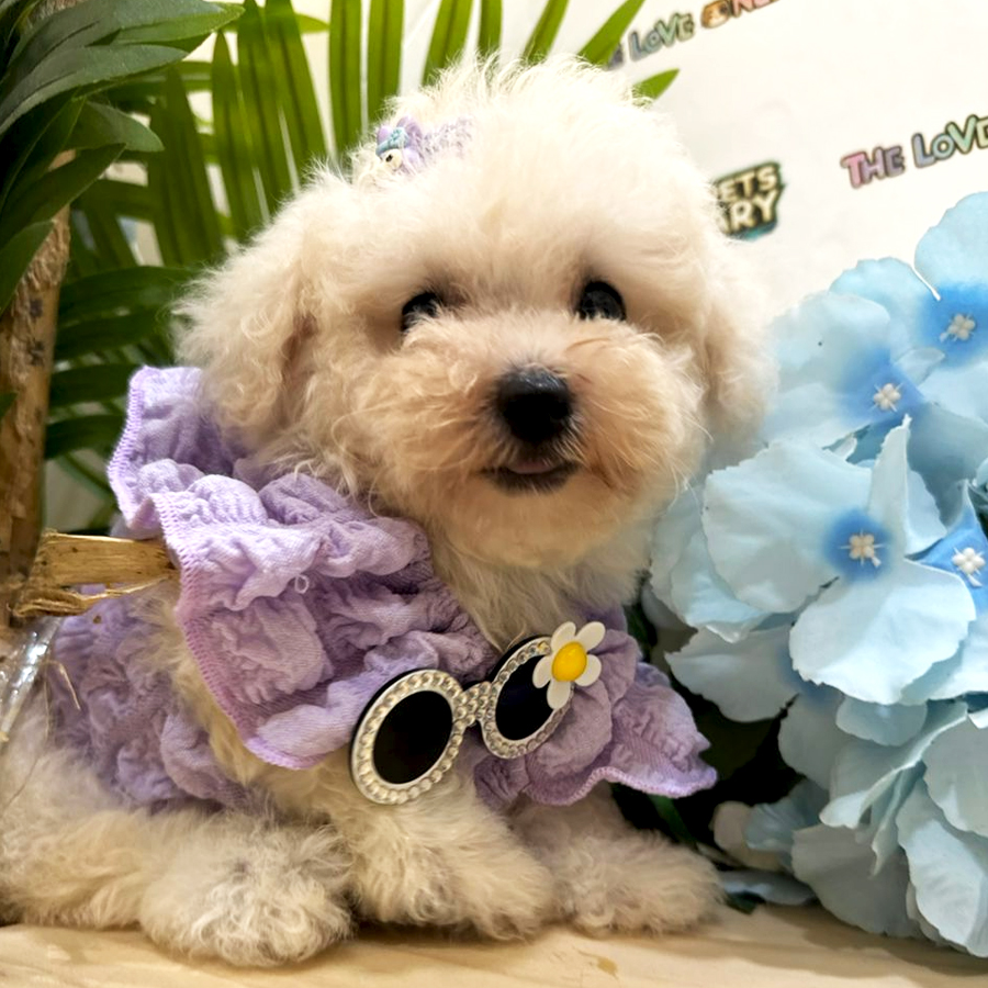 Tiny Toy Poodle Puppy (Female) For Sale