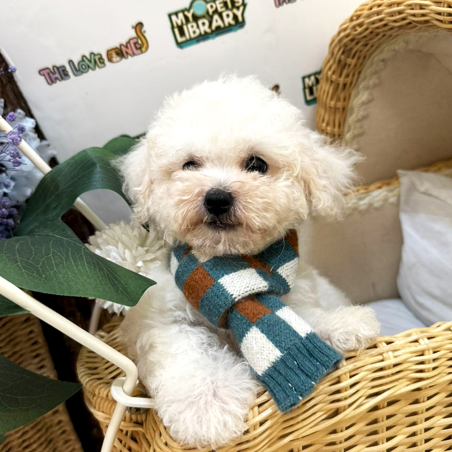 Tiny Toy Poodle Puppy (Male) For Sale