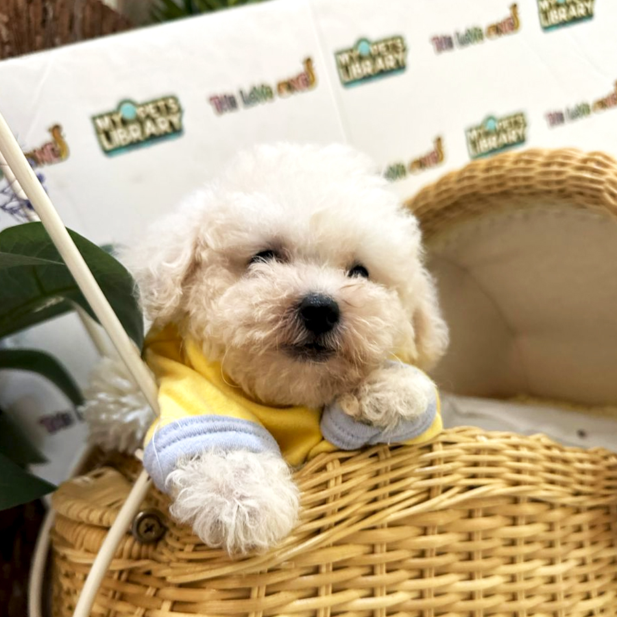 Tiny Toy Poodle Puppy (Male) For Sale