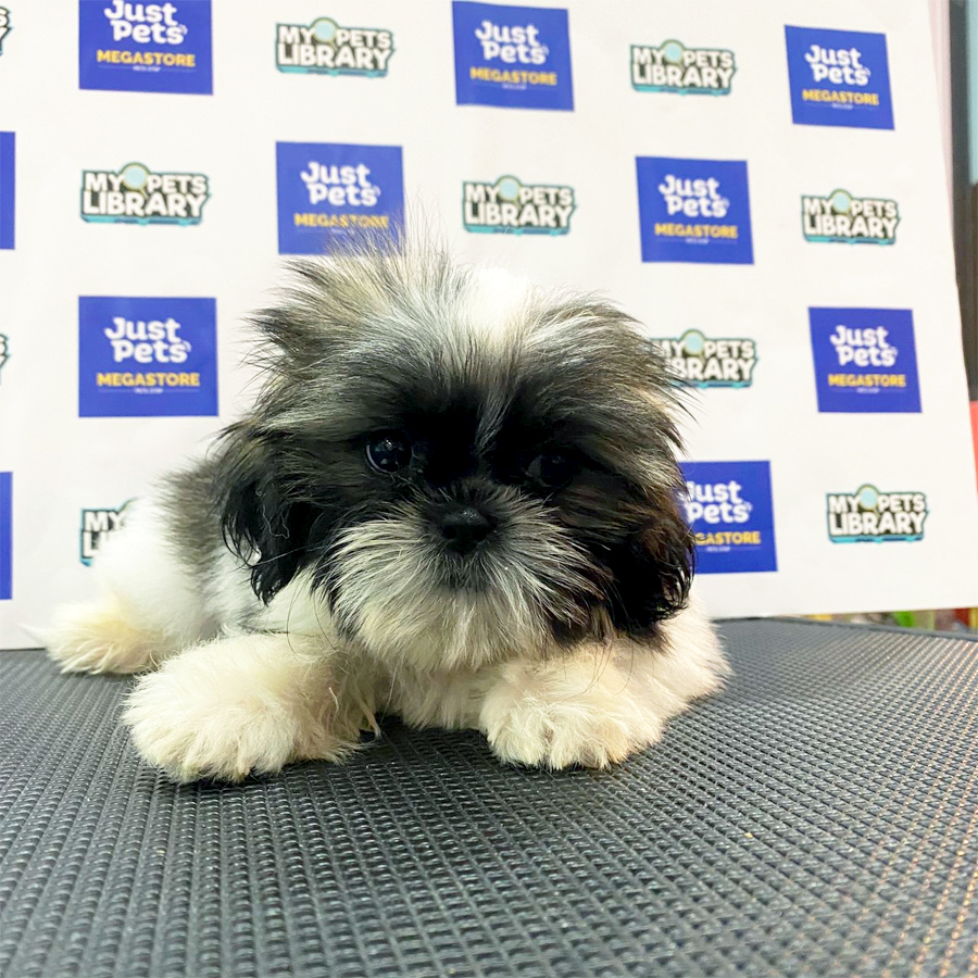 Shih Tzu Puppy (Male) For Sale