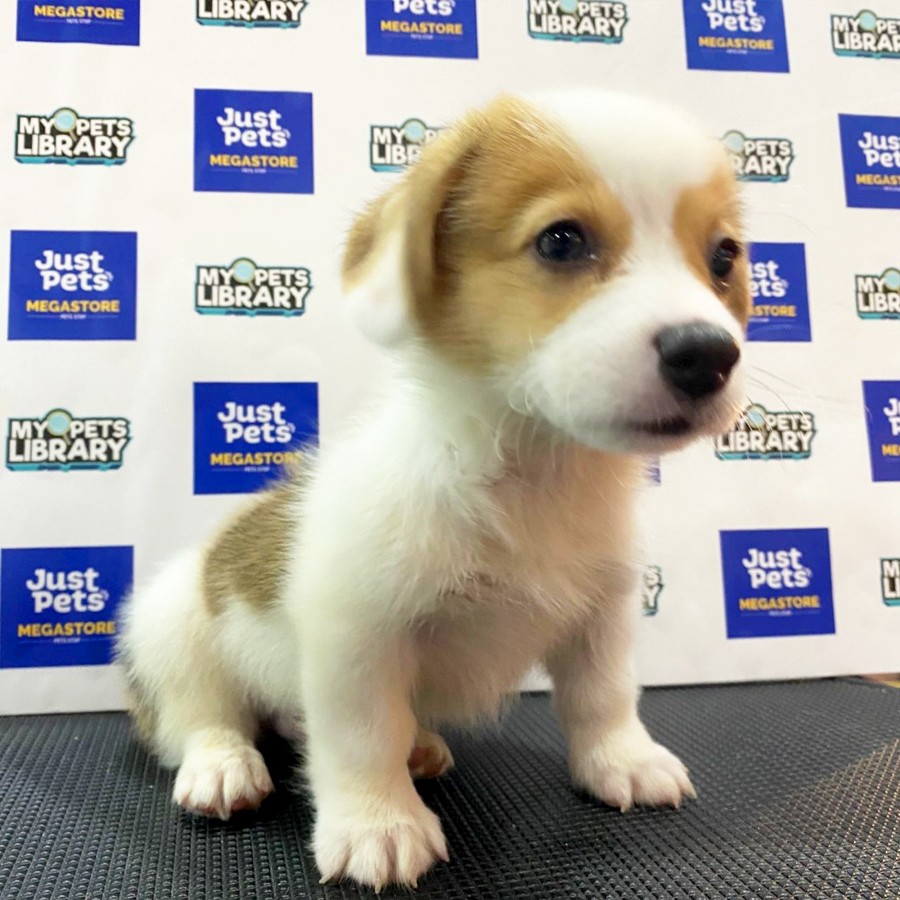 Welsh Corgi Puppy (Male) For Sale