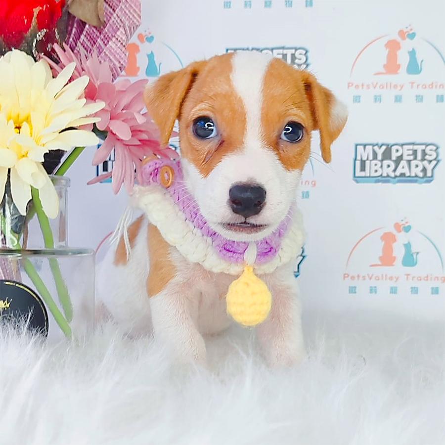 Jack Russell Puppy (Male) For Sale
