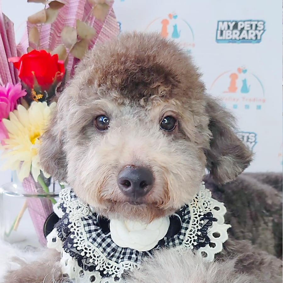 Toy Poodle Puppy (Male) For Sale