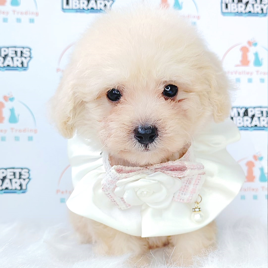 Toy Poodle Puppy (Male) For Sale