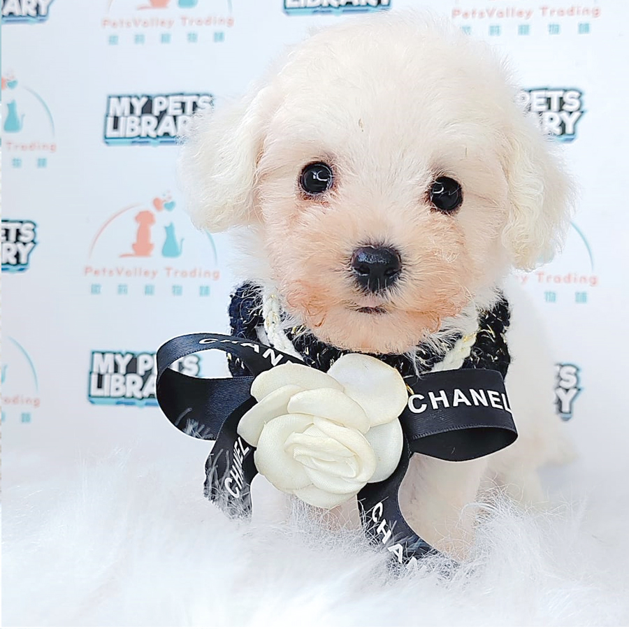 Bichon Frise Puppy (Female) For Sale