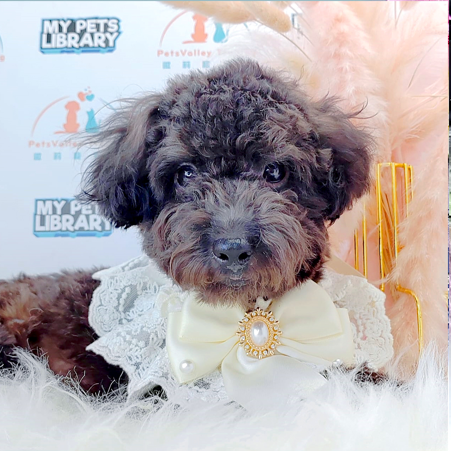 Tiny Poodle Puppy (Female) For Sale