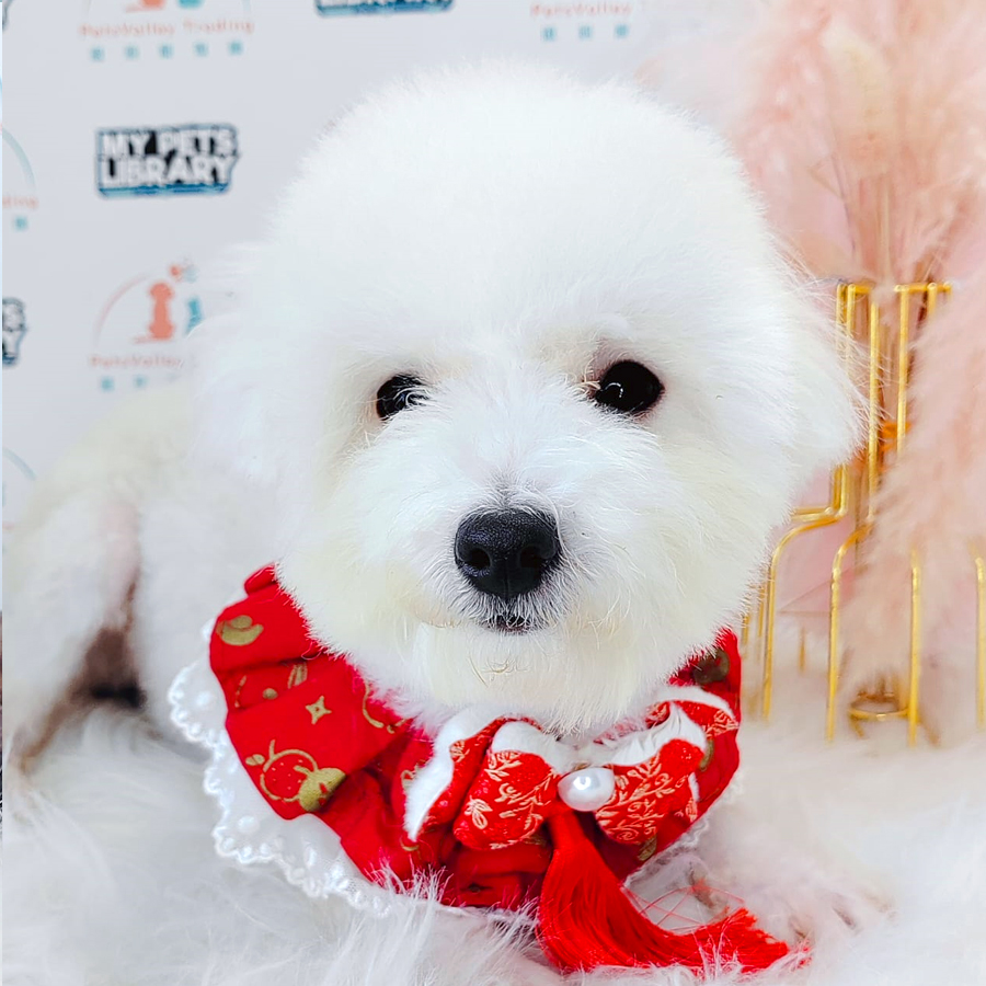 Toy Poodle Puppy (Male) For Sale