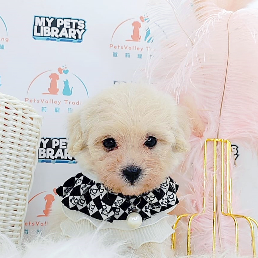 Maltipoo Puppy (Female) For Sale