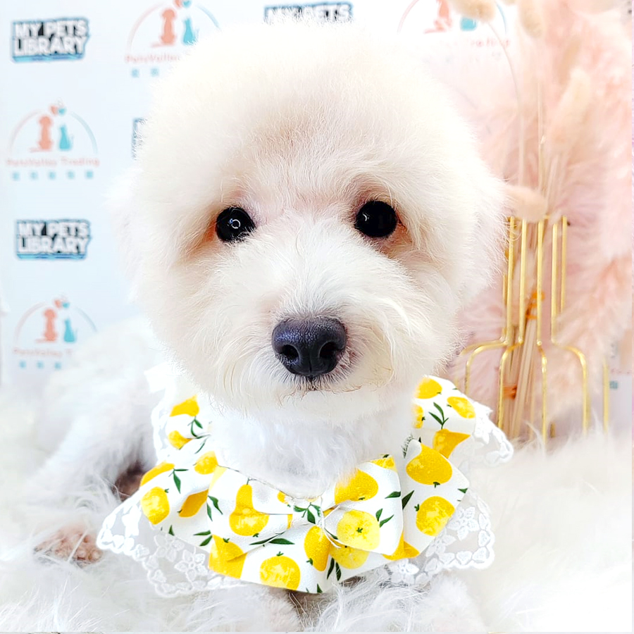 Toy Poodle Puppy (Male) For Sale