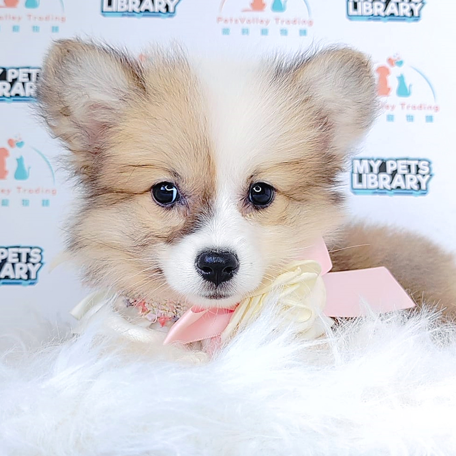 Welsh Corgi Puppy (Female) For Sale
