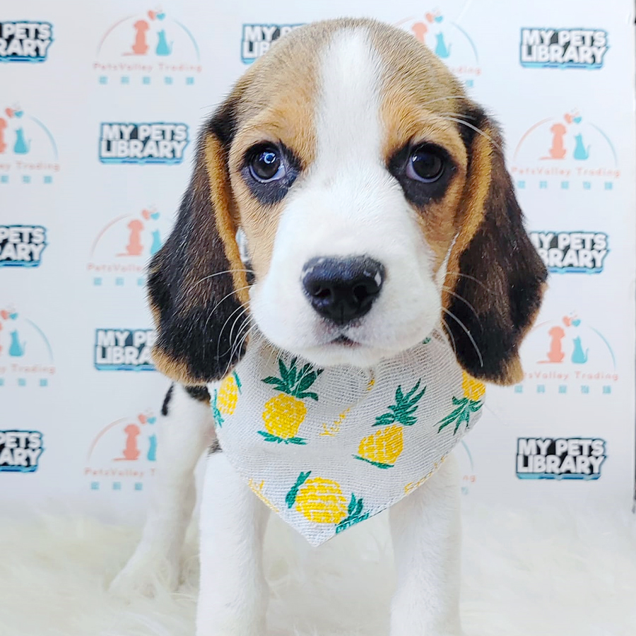 Beagle Puppy (Male) For Sale