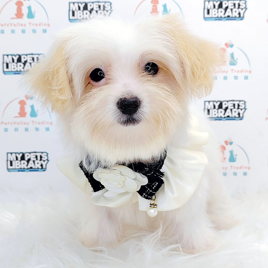 Maltipoo Puppy (Female) For Sale