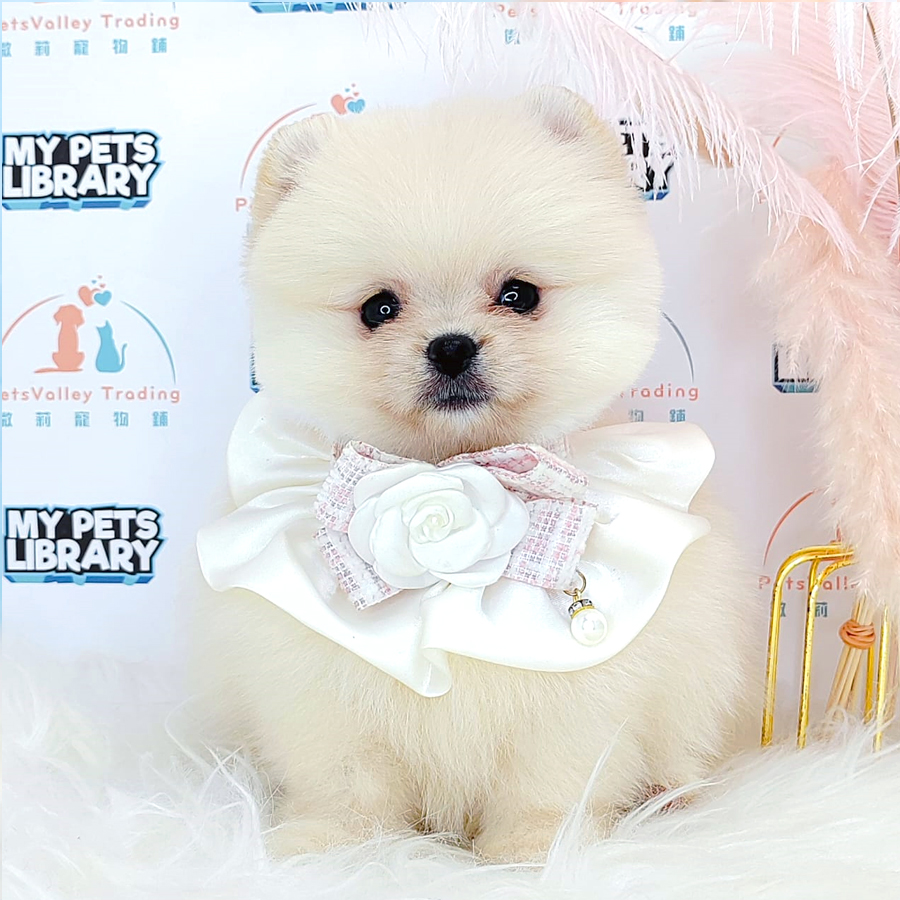 Pomeranian Puppy (Female) For Sale