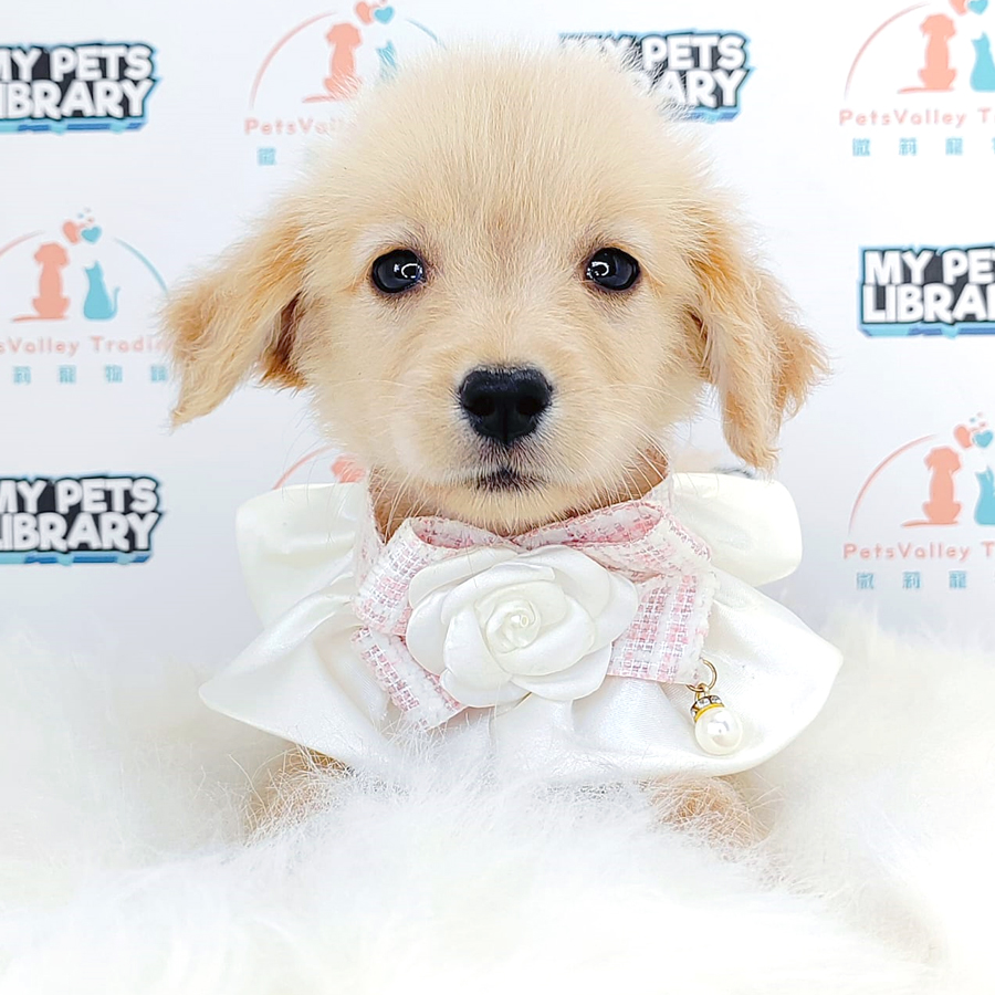 Golden Retriever Puppy (Female) For Sale