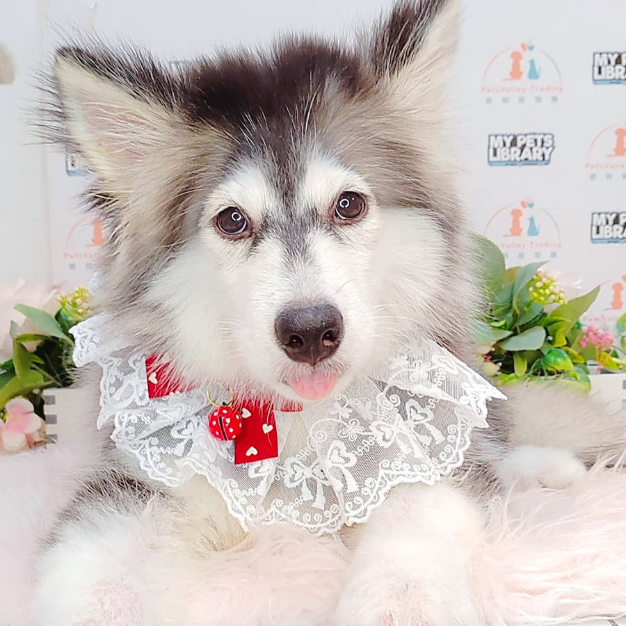Alaskan Husky Puppy (Male) For Sale