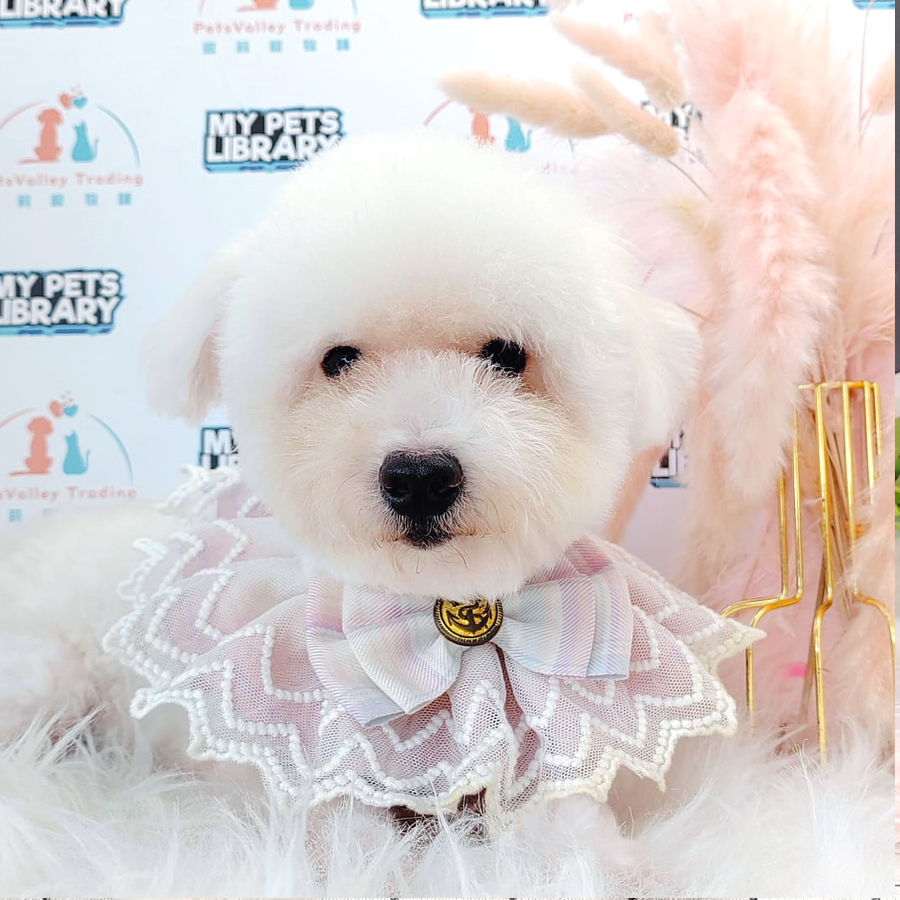 Toy Poodle Puppy (Male) For Sale