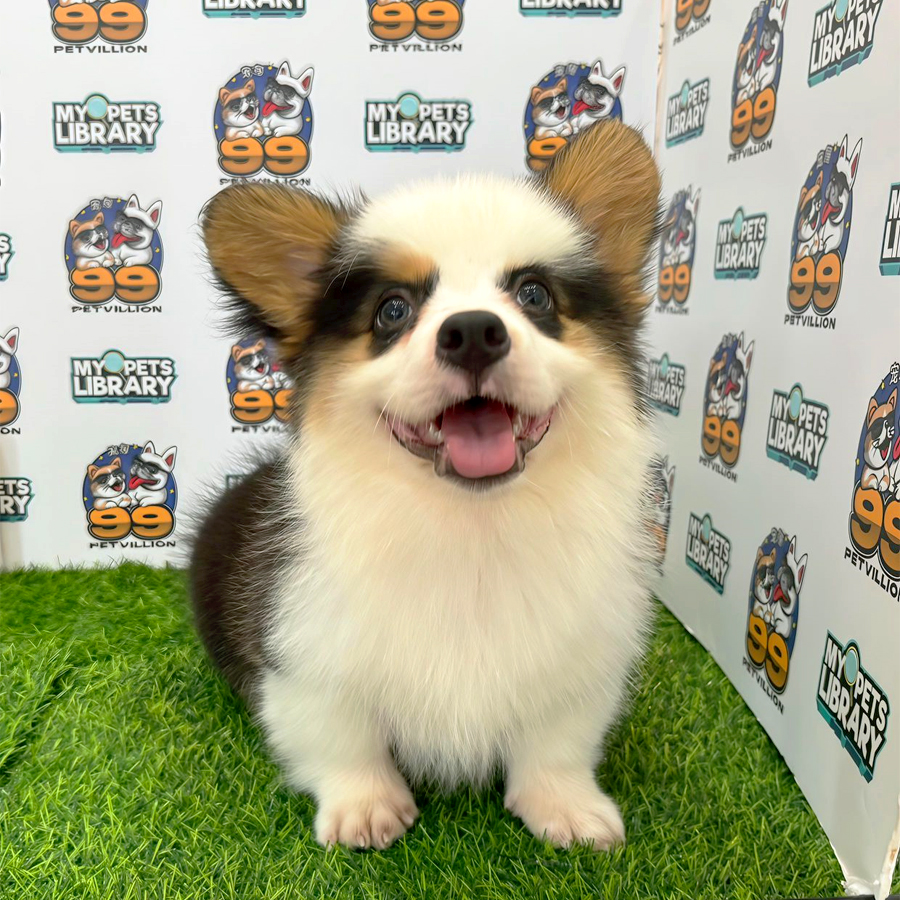 Welsh Corgi Puppy (Male) For Sale