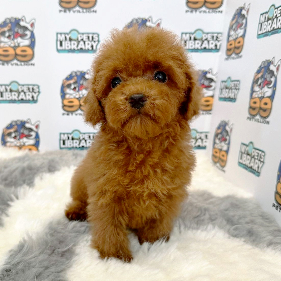 Toy Poodle Puppy (Male) For Sale