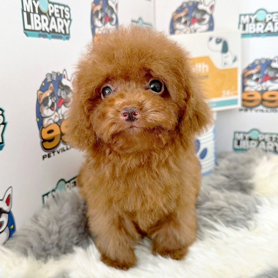 Tiny Poodle Puppy (Male) For Sale