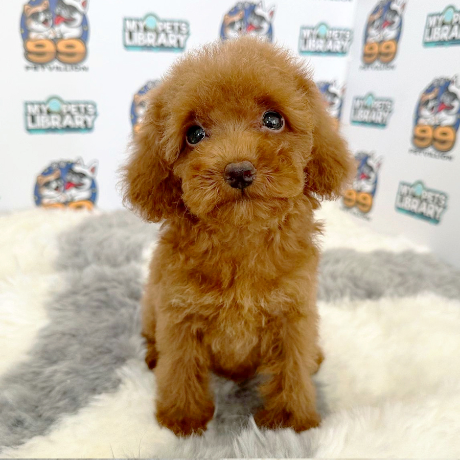 Toy Poodle Puppy (Female) For Sale