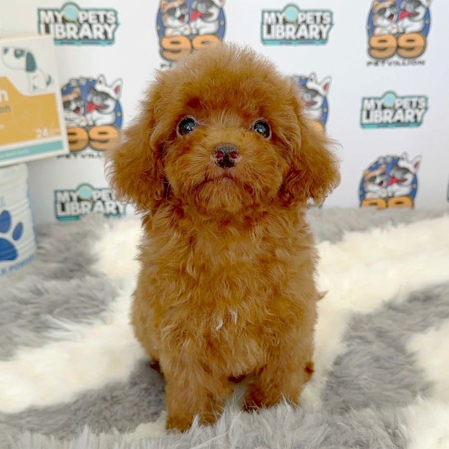 Toy Poodle Puppy (Female) For Sale