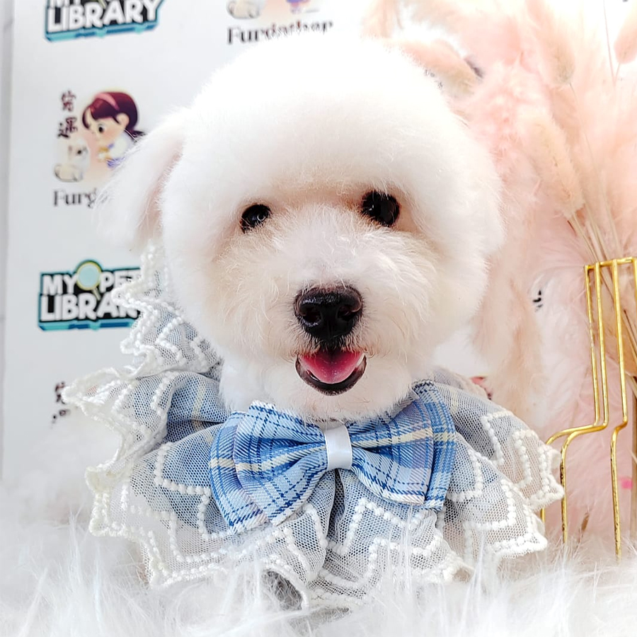 Poodle Puppy (Male) For Sale
