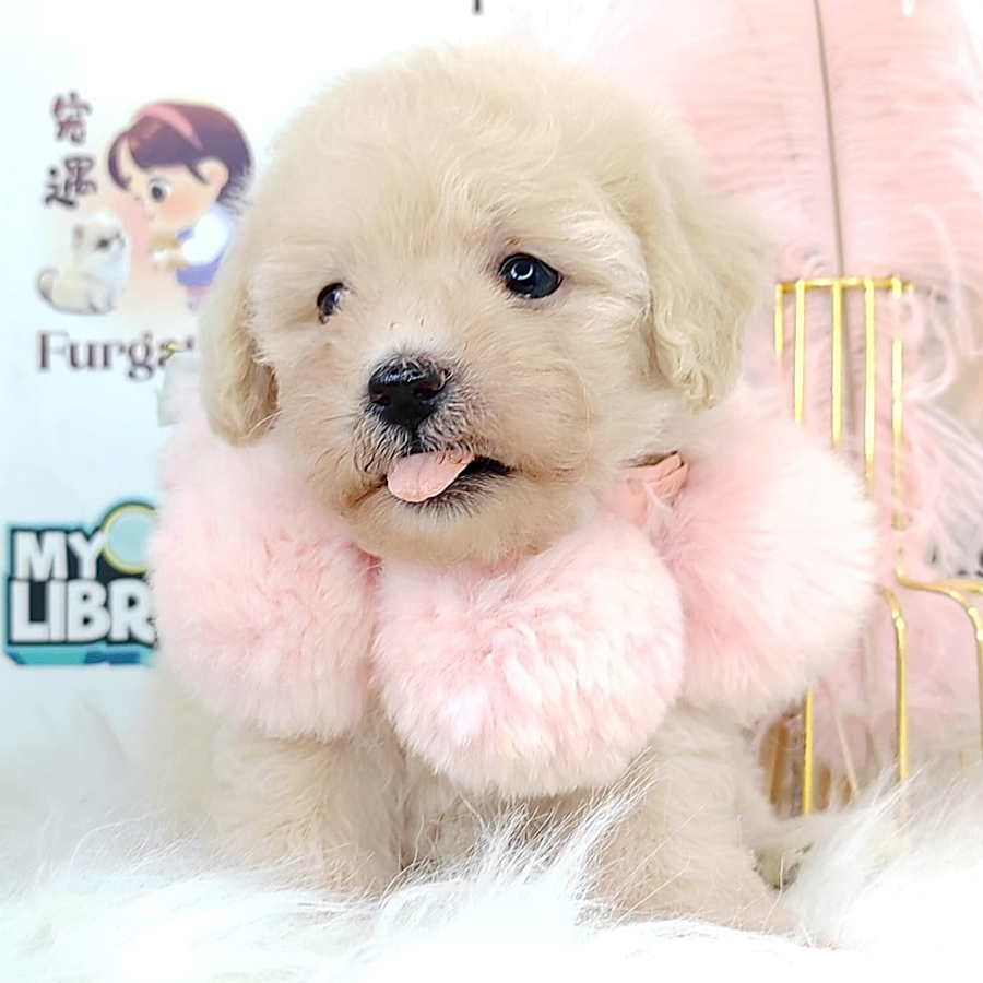 Poodle Puppy (Male) For Sale