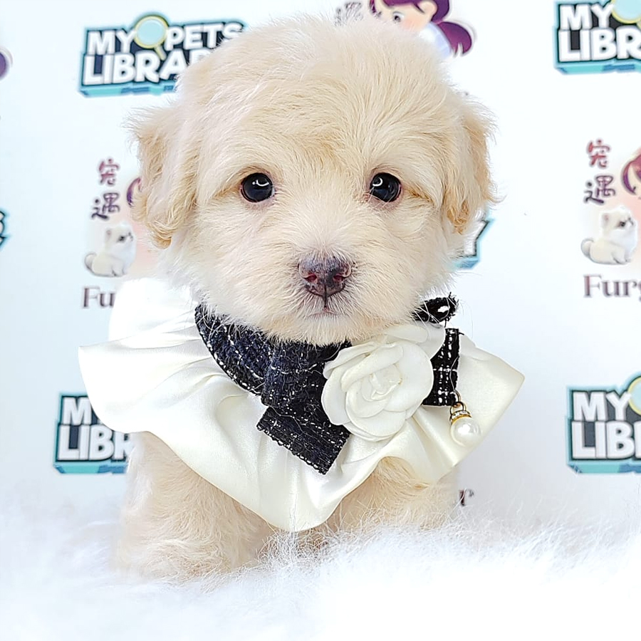 Maltipoo Puppy (Male) For Sale