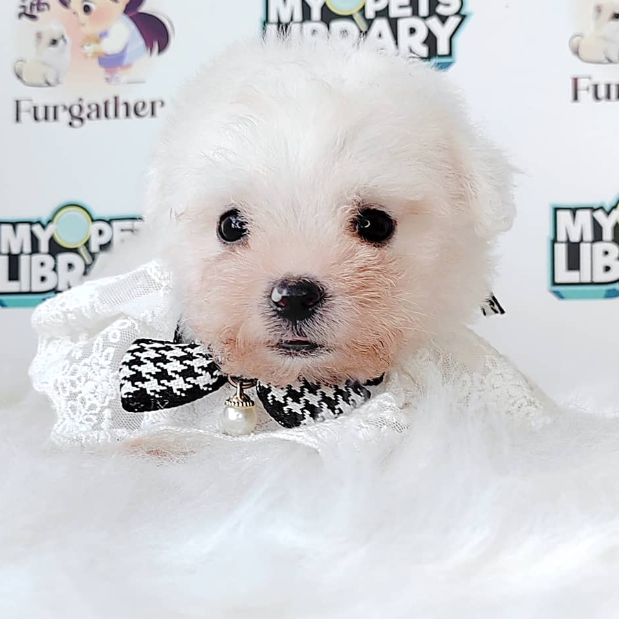 Bichon Puppy (Male) For Sale