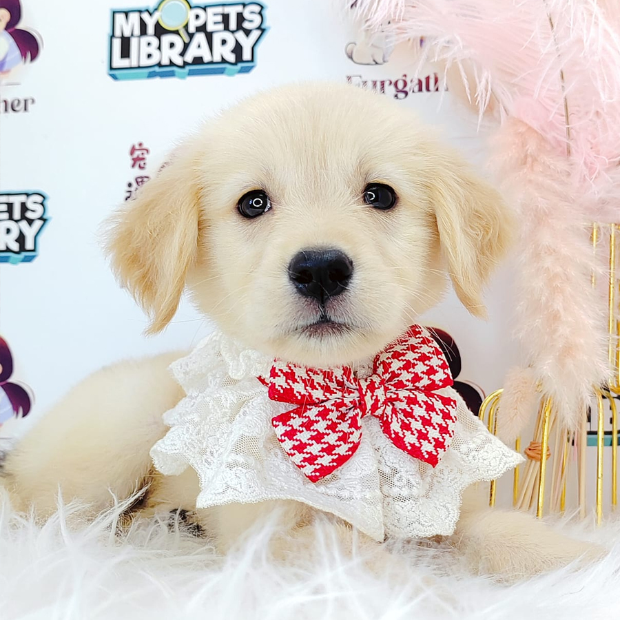 Golden Retriever Puppy (Female) For Sale