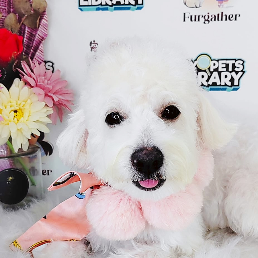 Maltipoo Puppy (Male) For Sale
