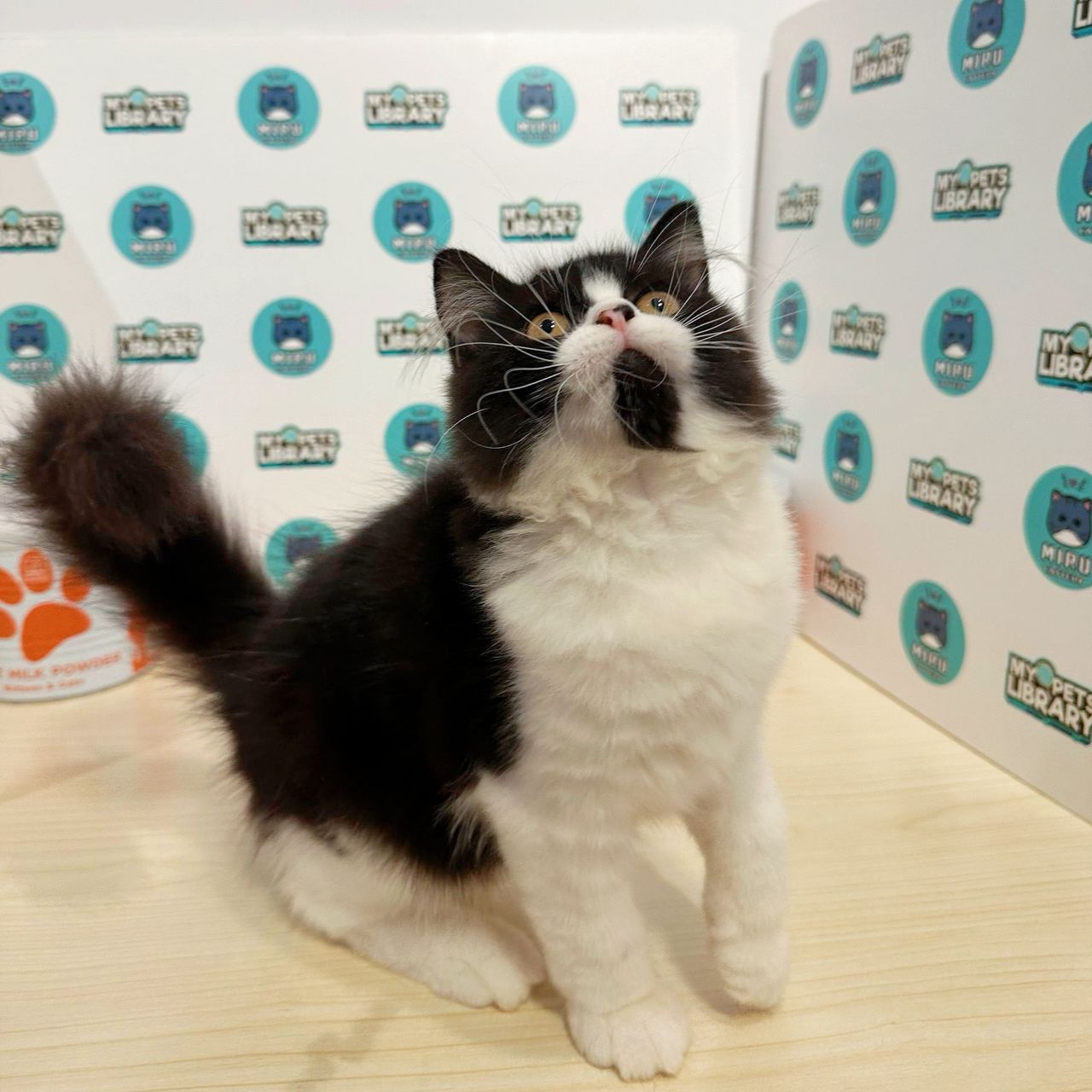 Persian Kitten (Male) For Sale