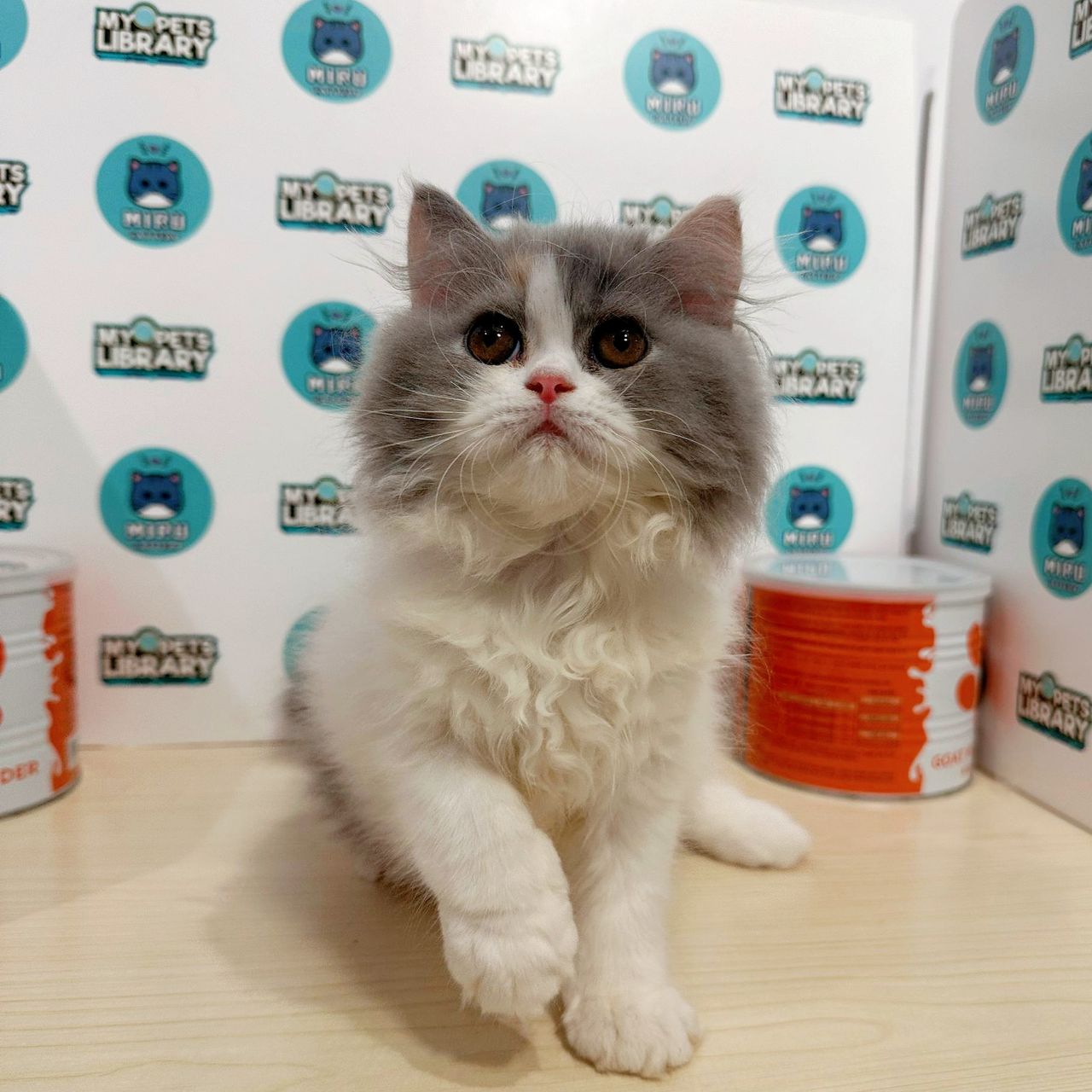 Persian Kitten (Female) For Sale