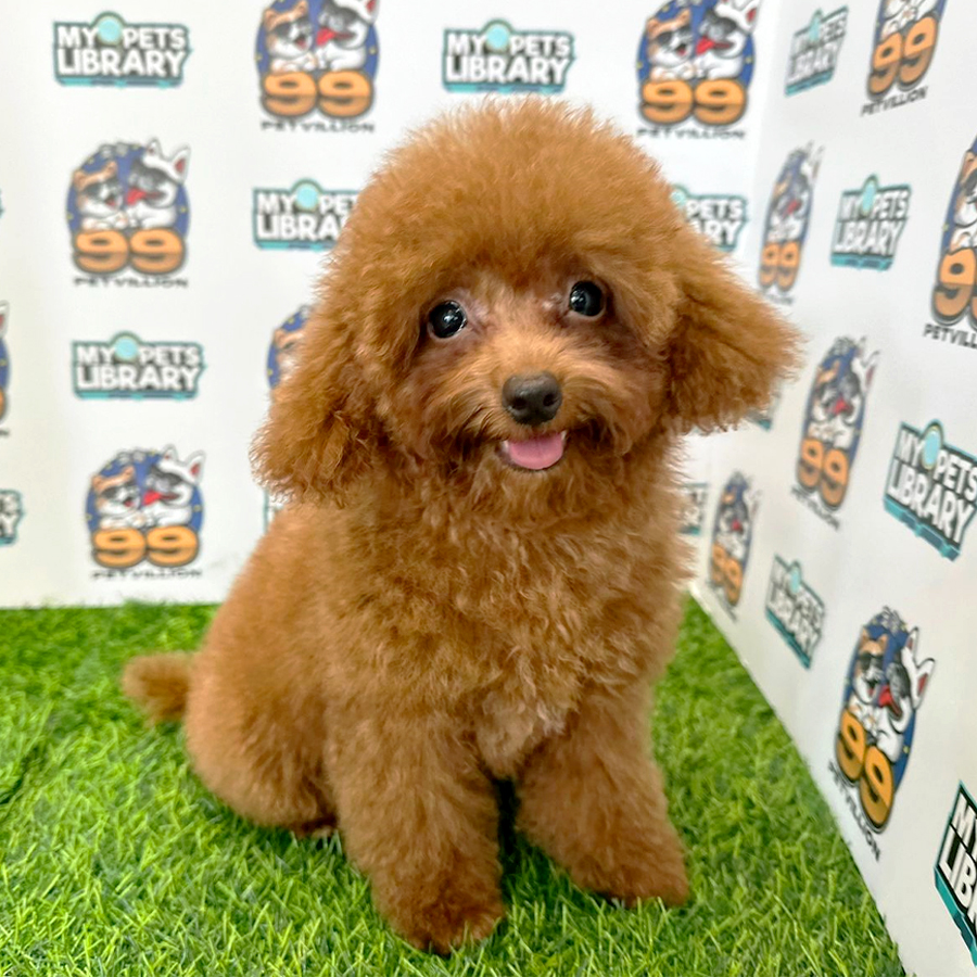 Toy Poodle Puppy (Male) For Sale