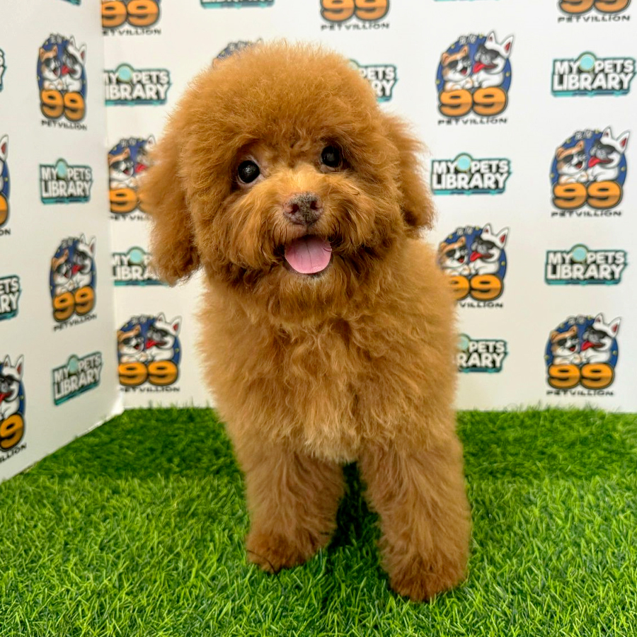 Toy Poodle Puppy (Female) For Sale