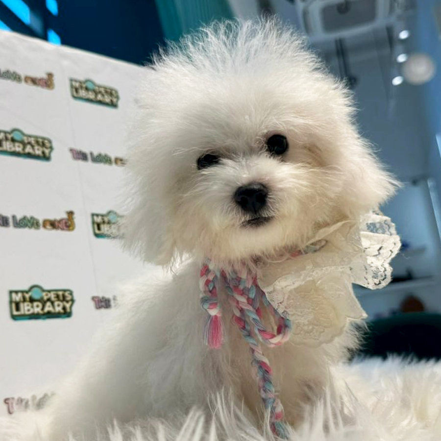Mini Bichon Puppy (Female) For Sale