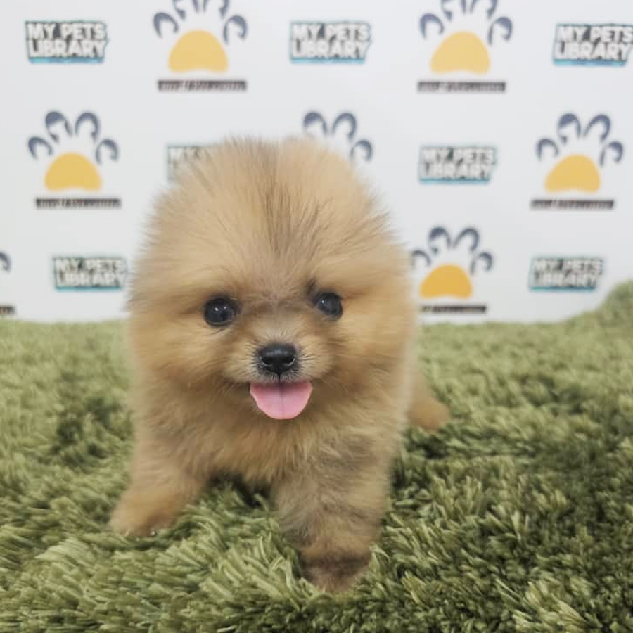 Tiny Pomeranian Puppy (Male) For Sale