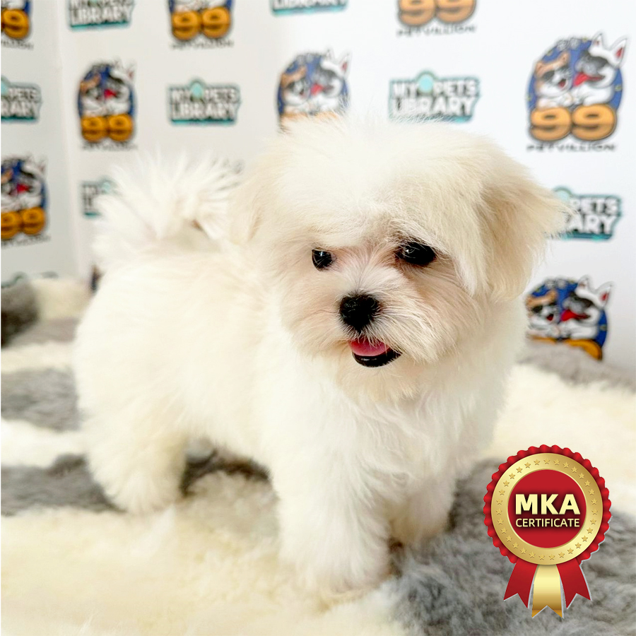 MKA Tiny Maltese Puppy (Female) For Sale