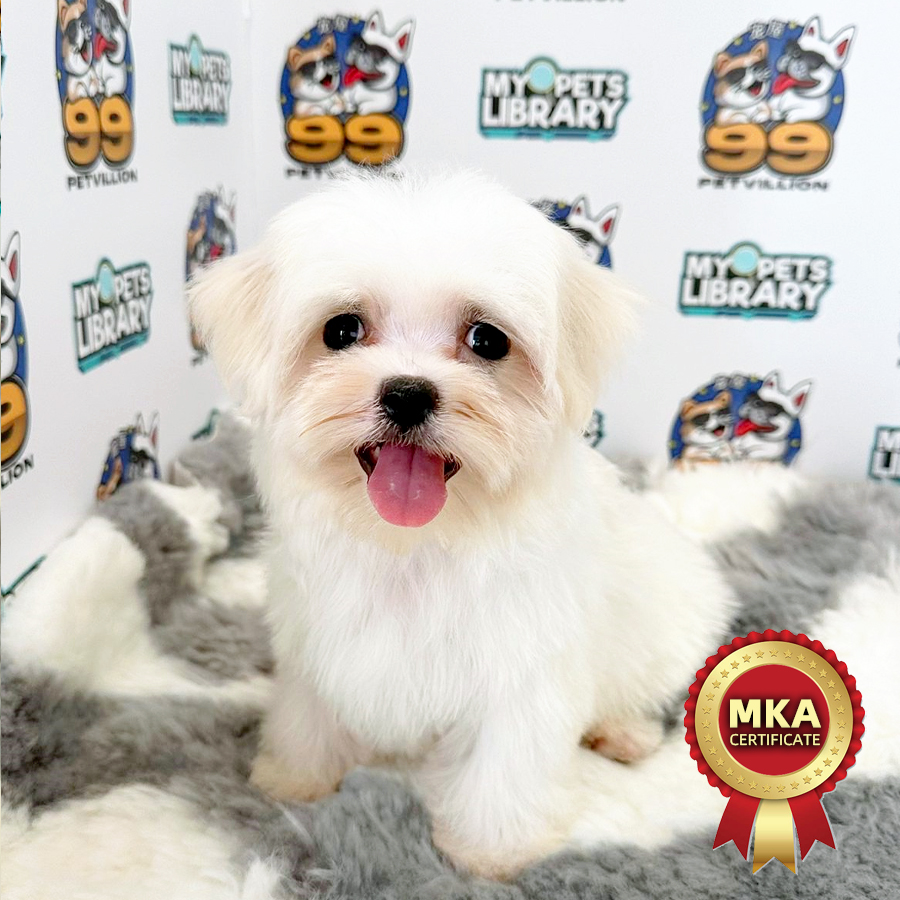 MKA Tiny Maltese Puppy (Female) For Sale