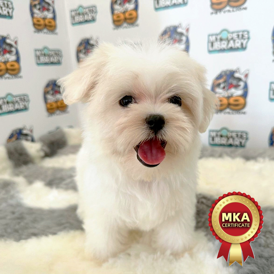 MKA Tiny Maltese Puppy (Female) For Sale