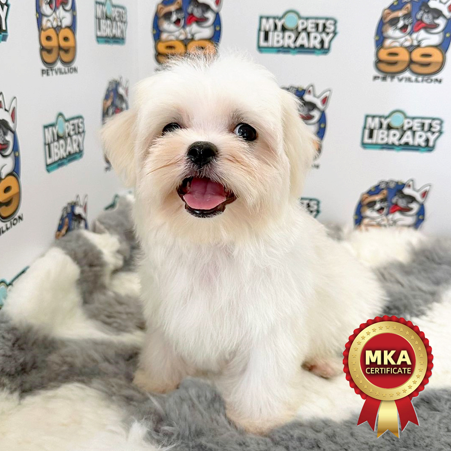 MKA Tiny Maltese Puppy (Female) For Sale