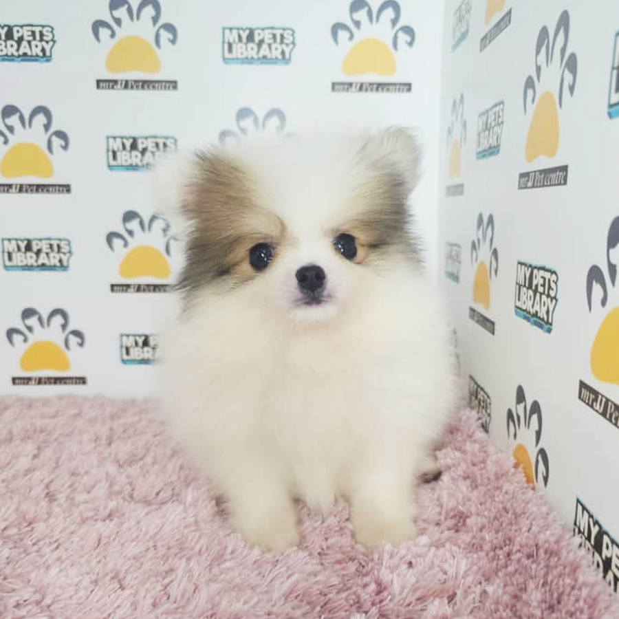 Tiny Pomeranian Puppy (Female) For Sale