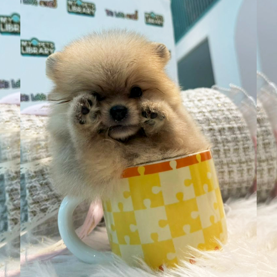 Tiny Teacup Pomeranian Puppy (Male) For Sale